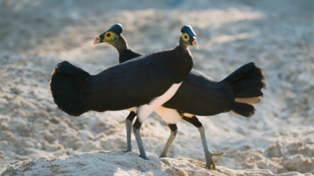 7 Fakta Unik Anak Burung Maleo, Salah Satunya Setelah Sudah Bisa Terbang dan Cari Makan