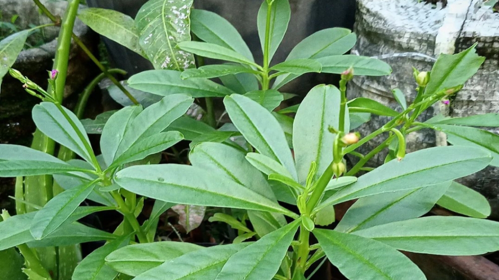 Manfaat Kesehatan Tanaman Ginseng Jawa, Salah Satunya Meningkatkan Daya Ingat