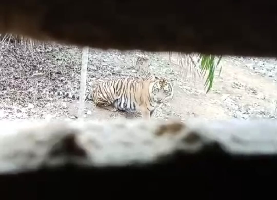 4 Ekor Harimau Tampakkan Diri di Depan Pondok Kebun Warga Bengkulu Utara, Sebelumnya Sempat Memangsa Ternak