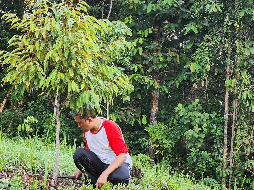 7 Cara Ampuh Mengendalikan Gulma dalam Budidaya Durian Musang King