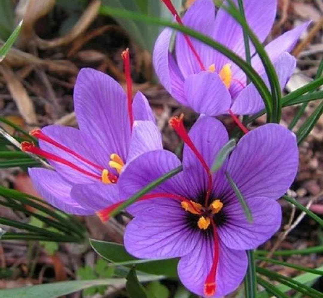 Asal Usul dan Fakta Unik Saffron, Rempah yang Sangat Mahal di Dunia