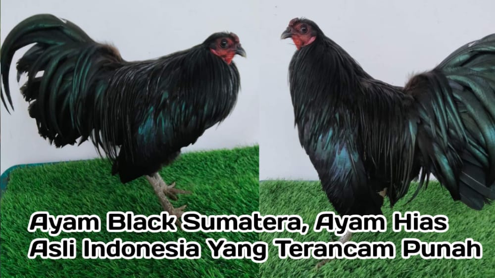 Black Sumatera, Ras Ayam Hias Asli Indonesia Eksotis yang Terancam Punah