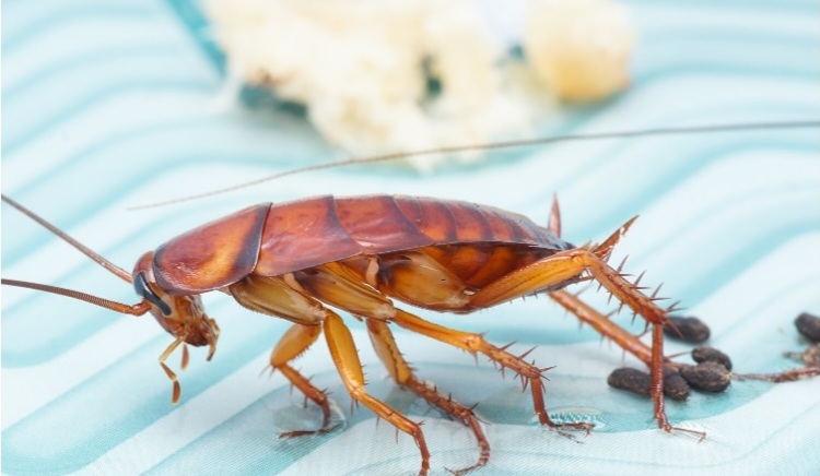 Jangan Sampai Diinjak! Ini Cara Ampuh Membasmi Kecoa di Rumah