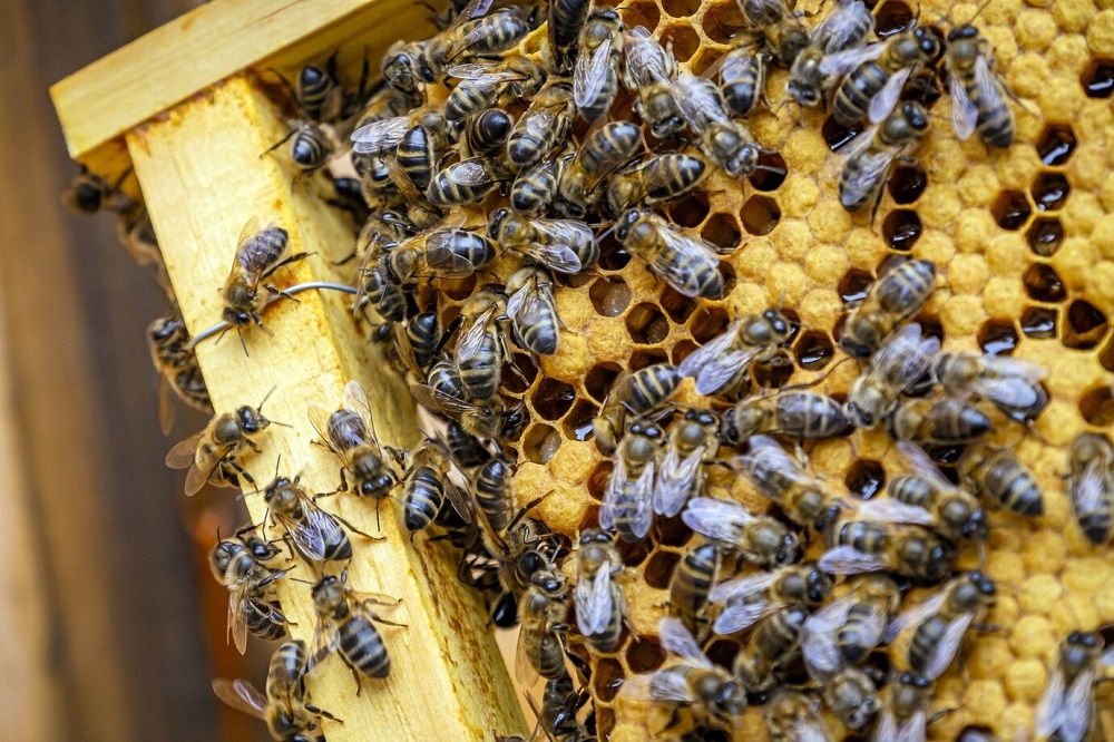 4 Jenis Lebah Penghasil Madu Terbaik, Yang Paling Terkenal Berasal dari Asia
