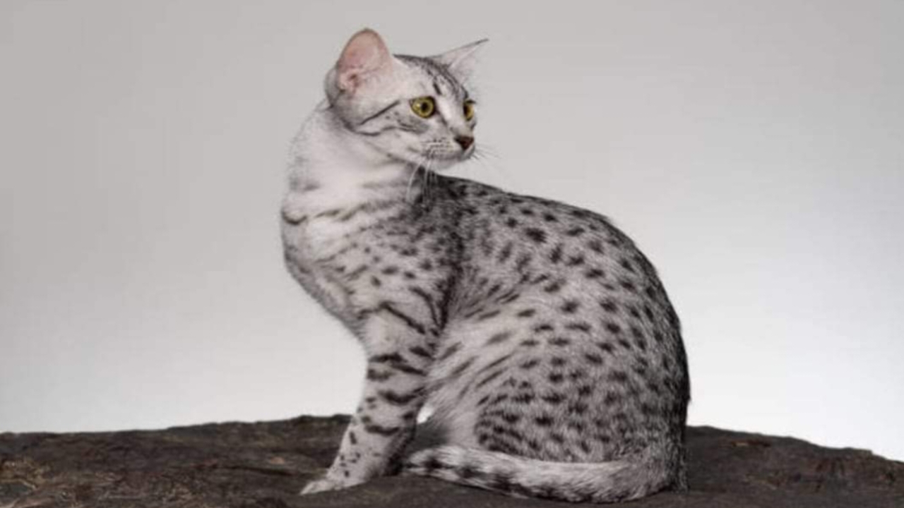 Fakta Menarik Kucing Egyptian Mau, Ras Kucing Tertua di Dunia