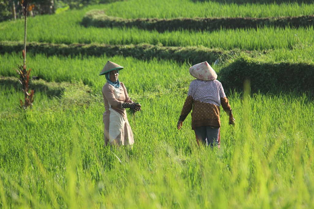 Irigasi Rusak Hambat Produksi, 250 Hektare Sawah di Bengkulu Utara Terancam