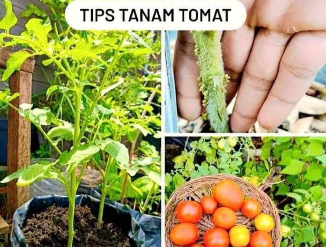 7 Tips Menanam Tomat Agar Subur dan Hasil Panen Maksimal