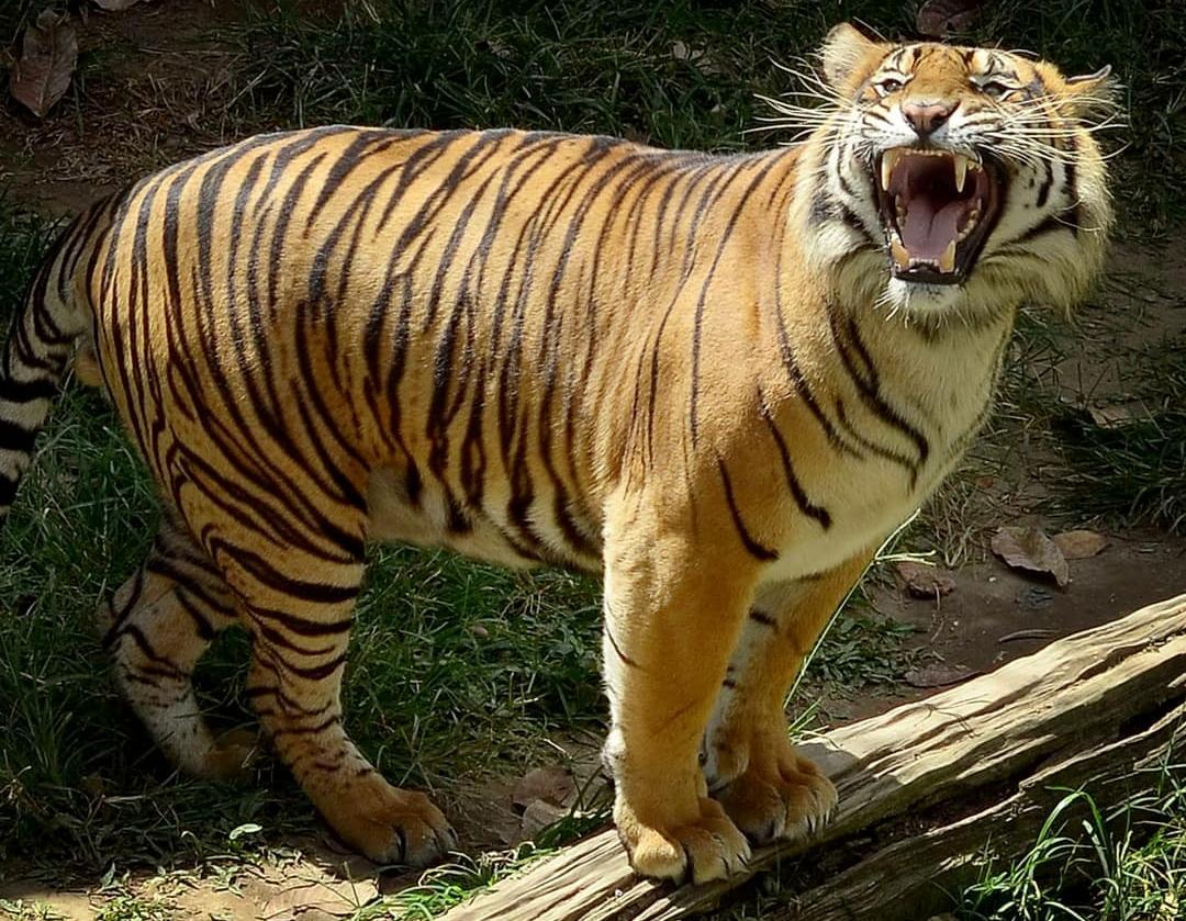 Predator Puncak yang Tangguh, Ini 8 Fakta Menarik tentang Harimau Sumatra yang Harus Kamu Ketahui