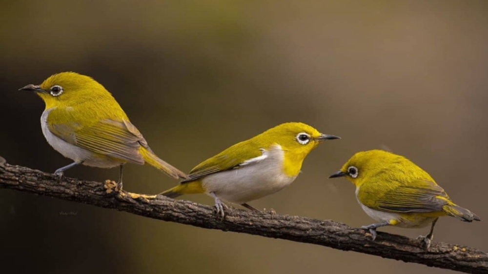 Memiliki Suara Merdu, Ini 5 Jenis Burung Pleci Laut Beserta Keunikannya