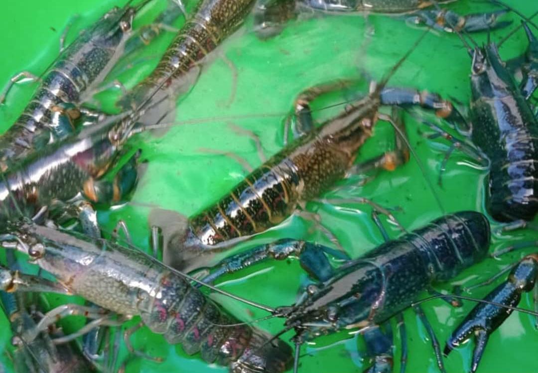 8 Alasan Mengapa Budidaya Lobster Air Tawar Sangat Menjanjikan, Harga Jual Menguntungkan