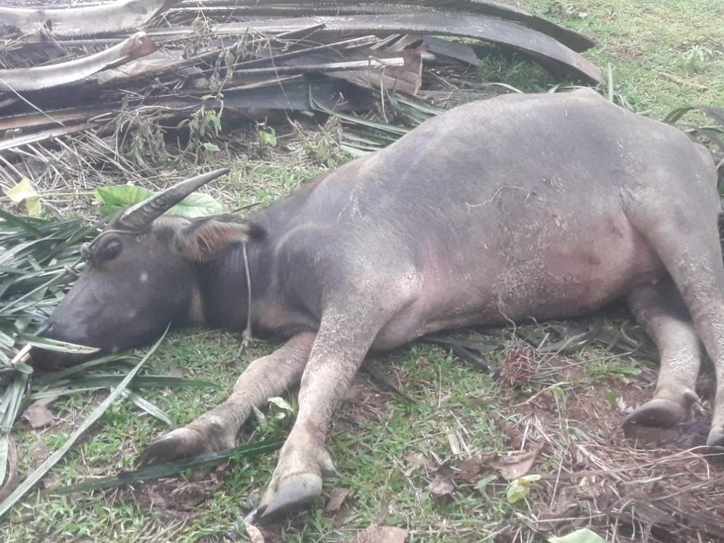 Waspada Peredaran Daging Bangkai di Bengkulu Selatan, Ratusan Ternak Mati Mendadak Akibat Penyakit Ngorok