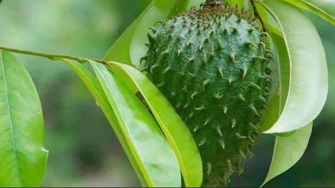 Jarang Diketahui, Ini 4 Manfaat Daun Sirsak untuk Kesehatan Tubuh, Obati Berbagai Penyakit