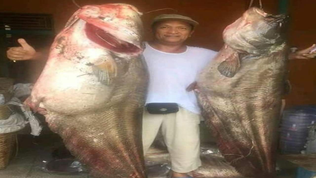 8 Fakta Unik Ikan Tapah, Predator Air Tawar dengan Ukuran Terbesar