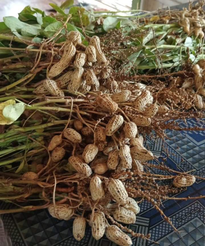 Manfaat Kacang Tanah Rebus, Rutin Konsumsi Bisa Bikin Wajah Glowing dan Bentuk Badan Ideal