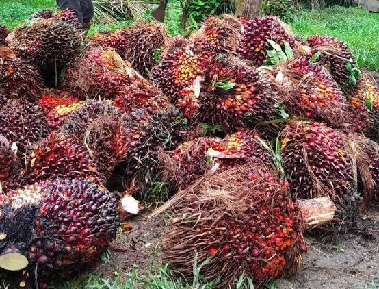 Harga TBS Kelapa Sawit di Mukomuko Naik Hingga Rp300 per Kg, Tertinggi Rp2.740
