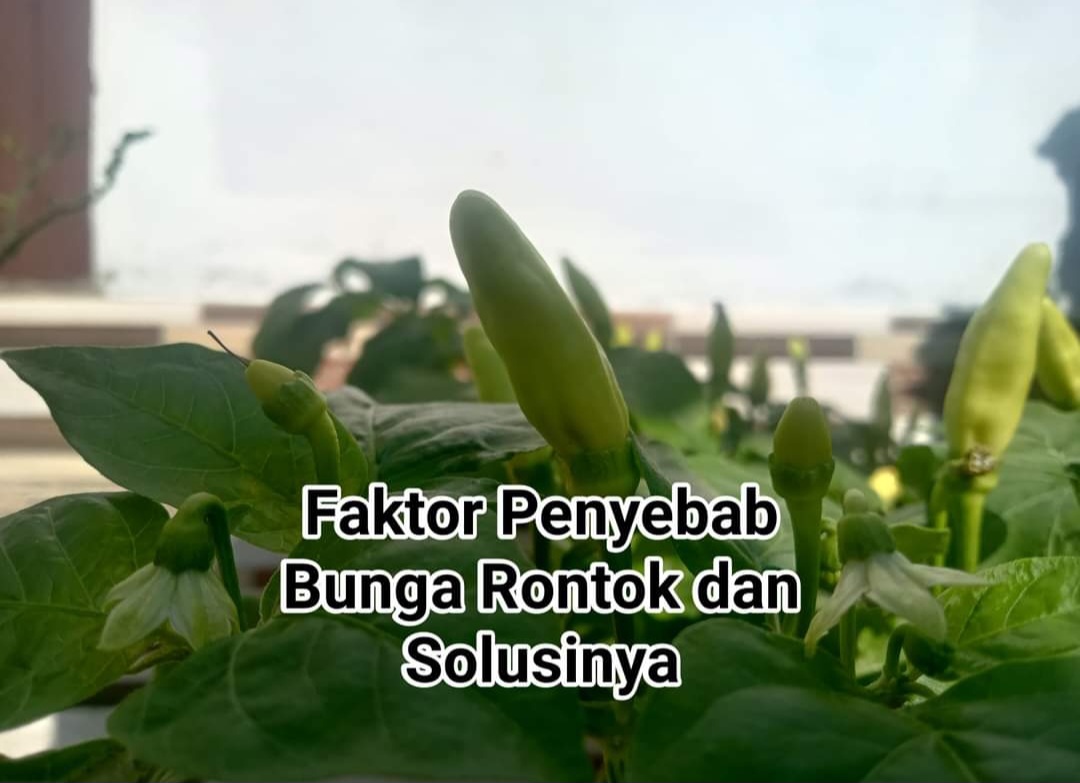 5 Penyebab Bunga Tanaman Rontok dan Solusi Tepat untuk Mengatasinya