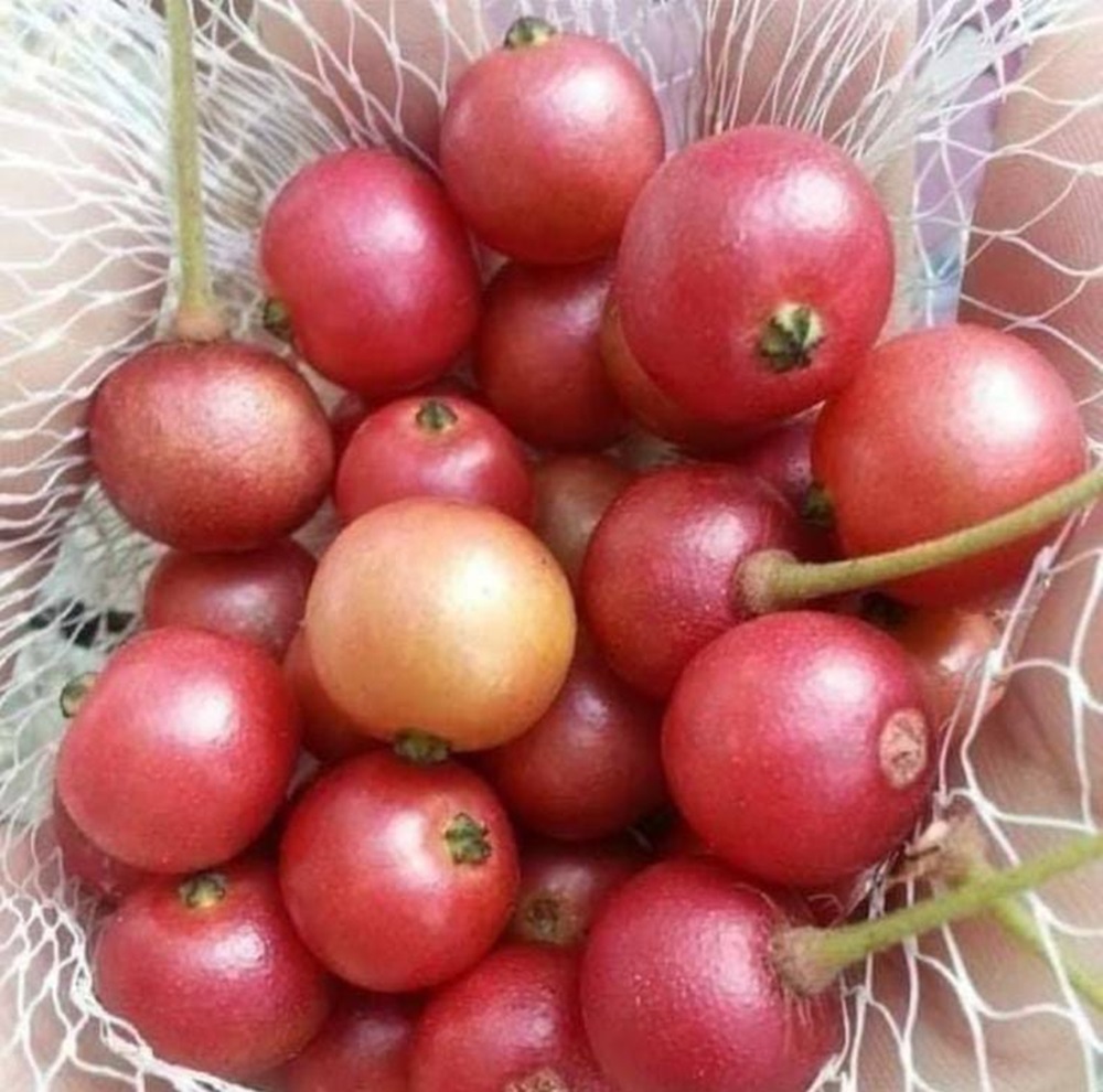 Sering Disepelekan, Ini 6 Manfaat Buah Ceri Kampung atau Kersen untuk Kesehatan