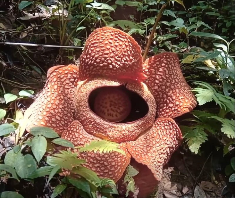 Rafflesia Arnoldii Kembali Mekar di Liku 9, Jadi Magnet Wisata dan Edukasi Alam