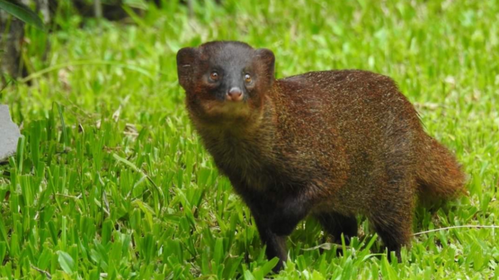 Mirip Musang, Garangan Jawa Fauna Asli Indonesia yang Mampu Lawan Ular Berbisa