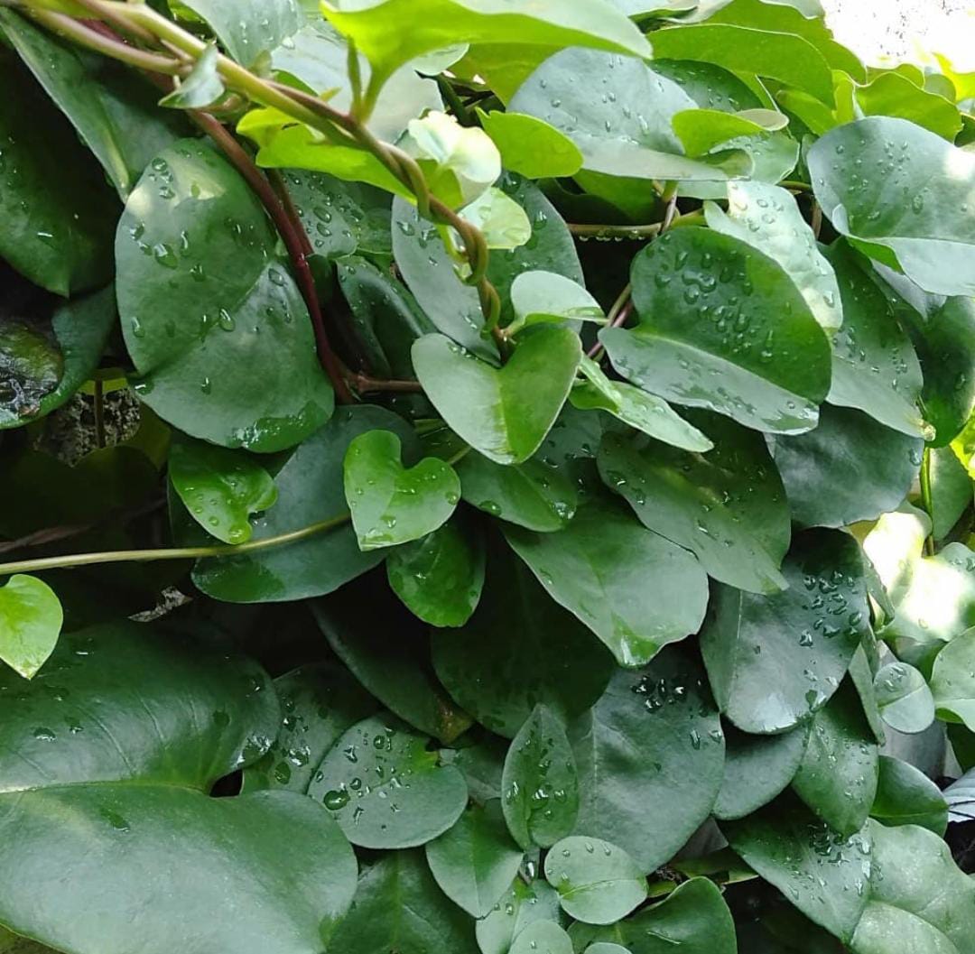 Manfaat Daun Binahong yang Dipercaya Ampuh Redakan Asam Lambung, Begini Cara Pengolahannya