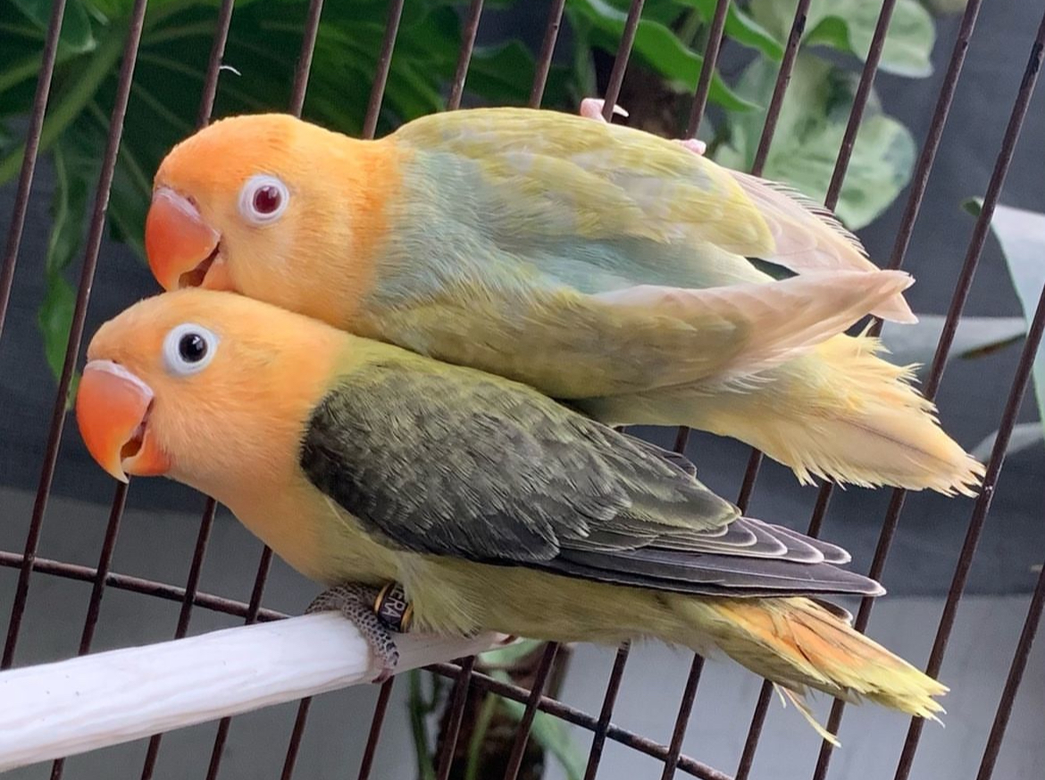 Perbedaan Burung Lovebird dan Srindit: Kenali Karakteristik dan Keunikan Keduanya