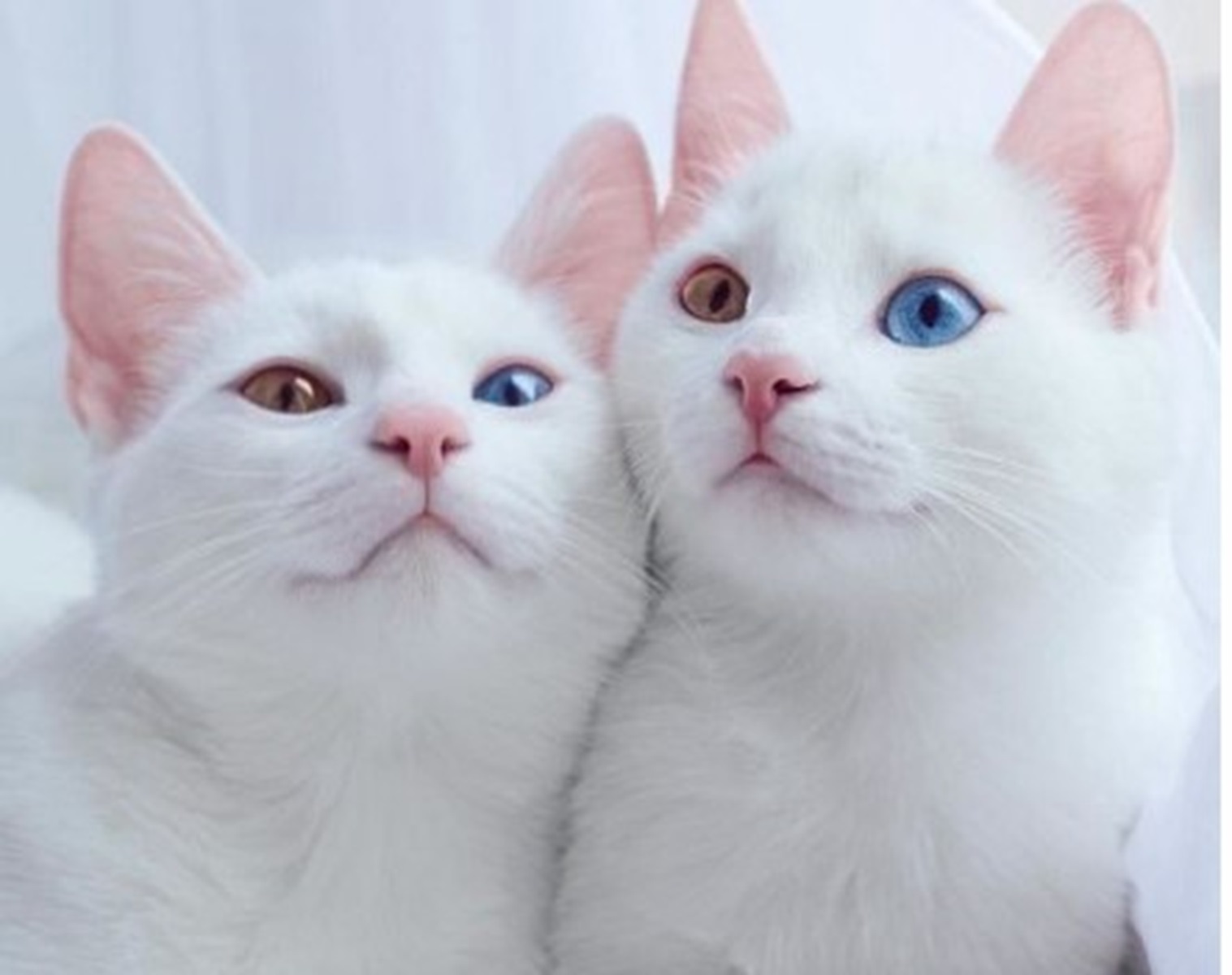Kucing Odd Eye Termasuk Langka, Kedua Bola Matanya Kekurangan Pigmentasi, Ini 5 Fakta Uniknya 
