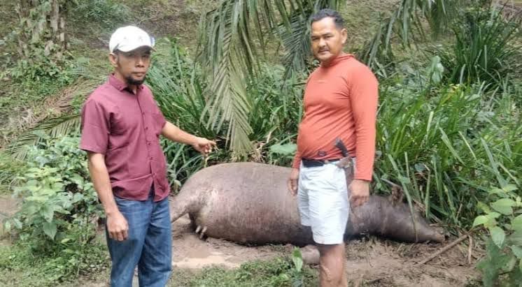 Populasi Kerbau di Mukomuko Terus Menurun, Wabah Ngorok Jadi Ancaman Serius