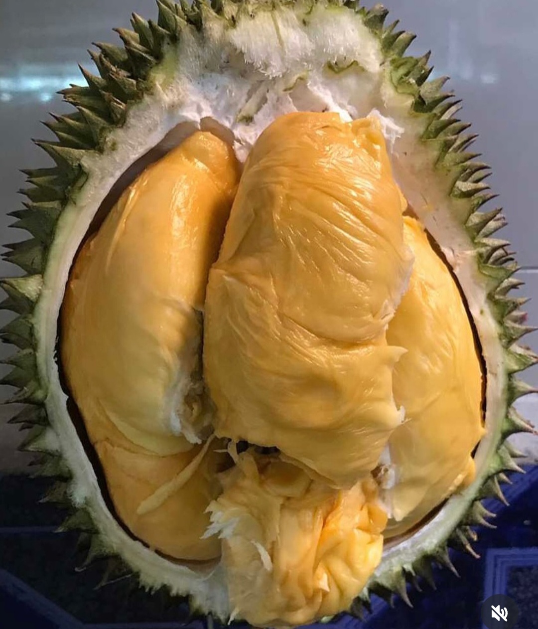 Musim Durian di Bengkulu: Manfaat dan Efek Samping Konsumsi Berlebihan