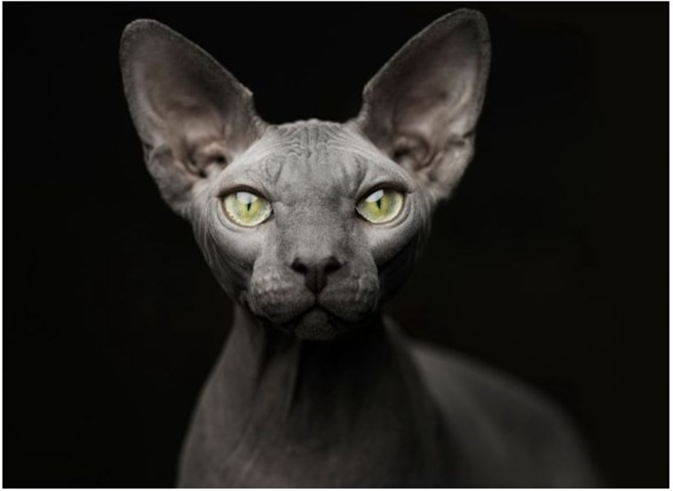 Kucing Tak Selamanya Manis, Ini 5 Kucing Ras Terjelek dan Sangat Aneh, Sebagian Hasil Mutasi 