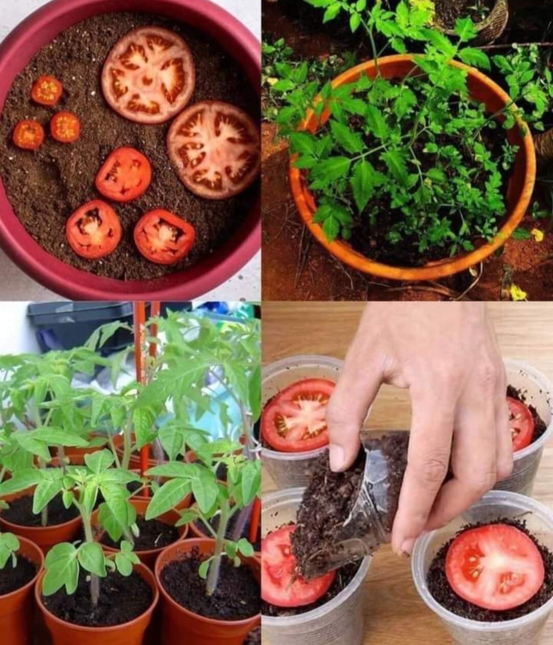 Tumbuhkan Tomat dalam 5 Hari di Pekarangan Rumah Anda
