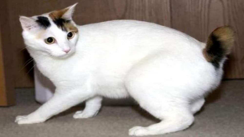 Ras Kucing Berekor Pendek, Japanese Bobtail Dipercayai Sebagai Pembawa Keberuntungan