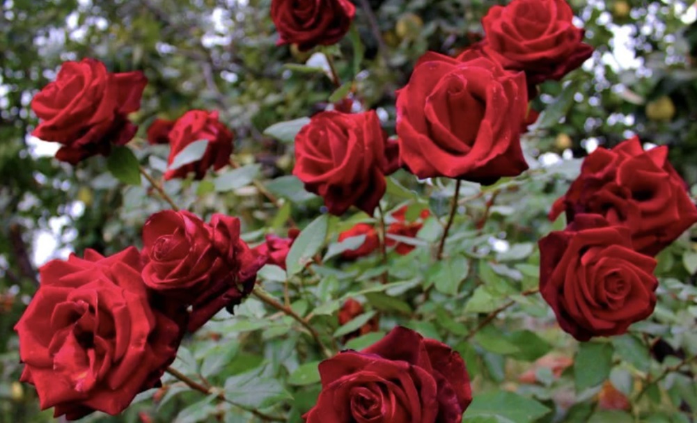 Mawar Merah !  Satu-satunya Nama Bunga yang Tercantum Dalam Al Quran