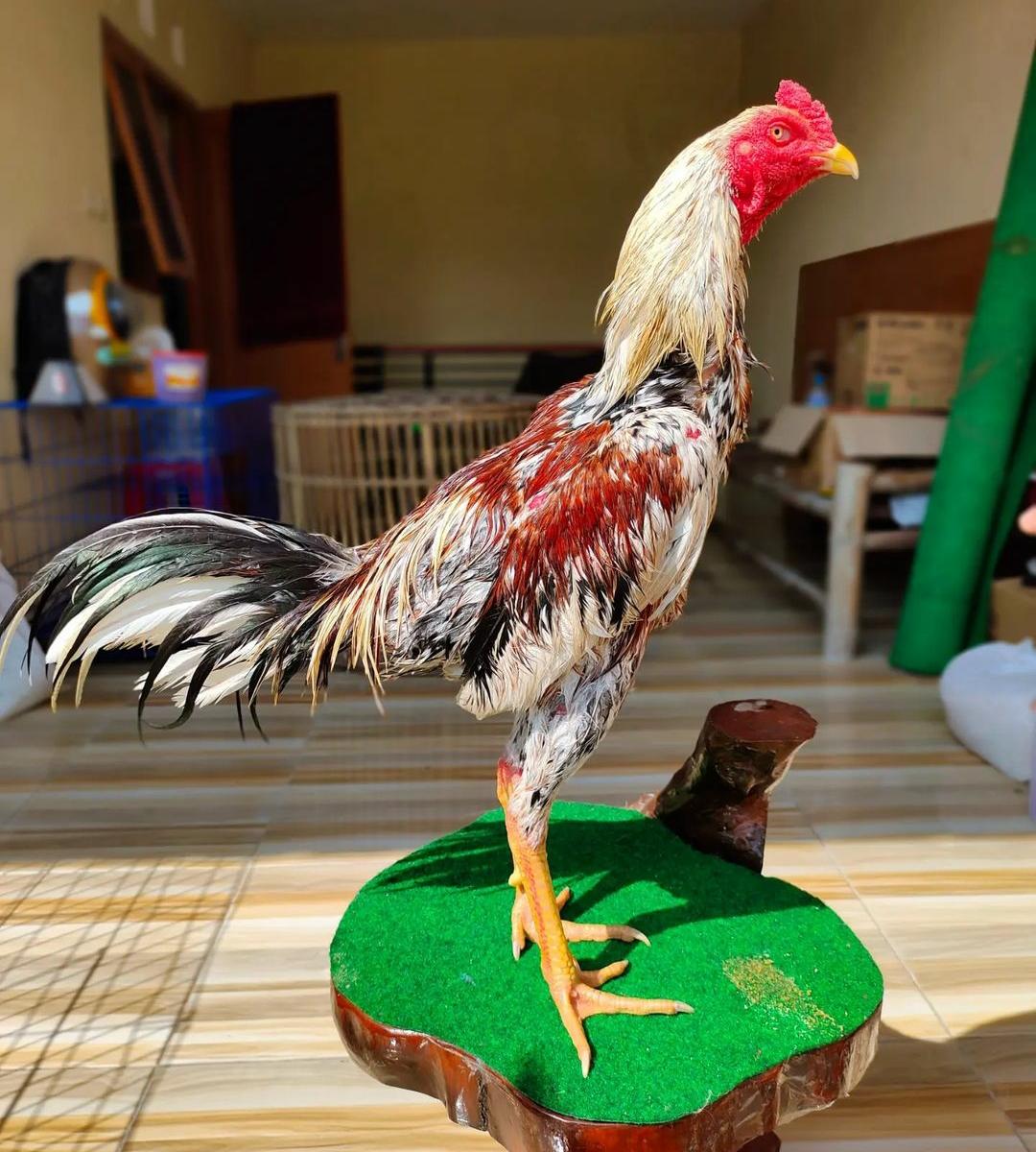 Tips Memandikan dan Menjemur Ayam Bangkok dengan Benar Agar Tampil Prima, Jangan Salah Langkah!
