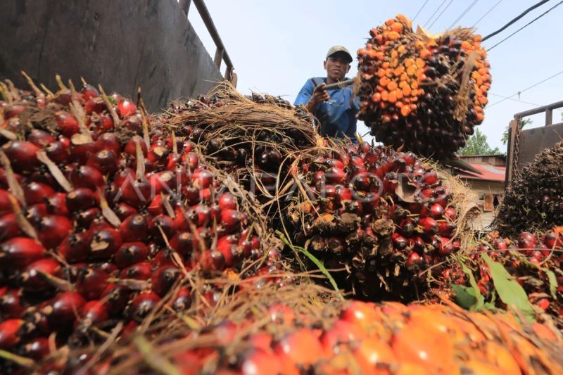SPI Usulkan 10 Pabrik CPO per Provinsi, Bengkulu Masuk Pilot Project