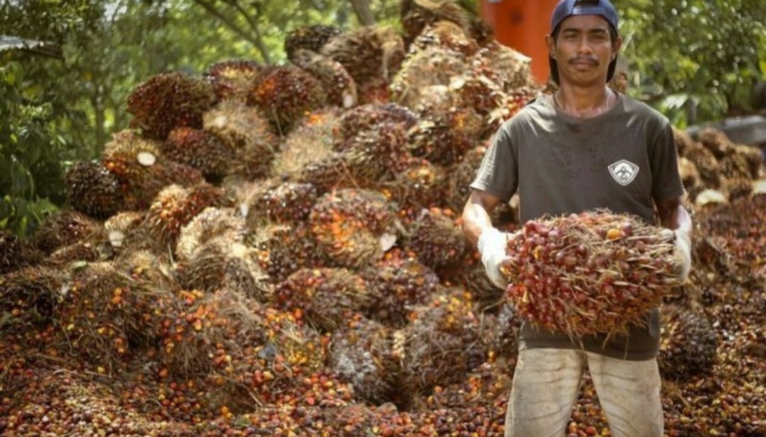 Harga TBS Kelapa Sawit di Bengkulu Utara Masih Kuat Rp 3.000, Diperkirakan Akan Terus Meningkat