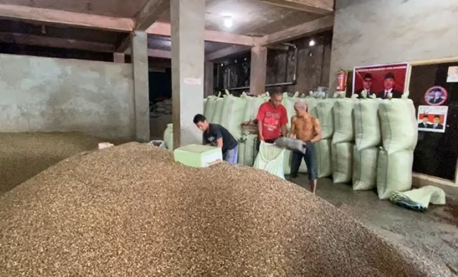 Pencurian Kopi Menggila, Petani Kepahiang Tidur di Kebun Demi Jaga Panen