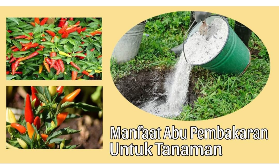 Pemanfaatan Abu Bakar untuk Menyuburkan Tanaman, Ternyata Sumber Kalium