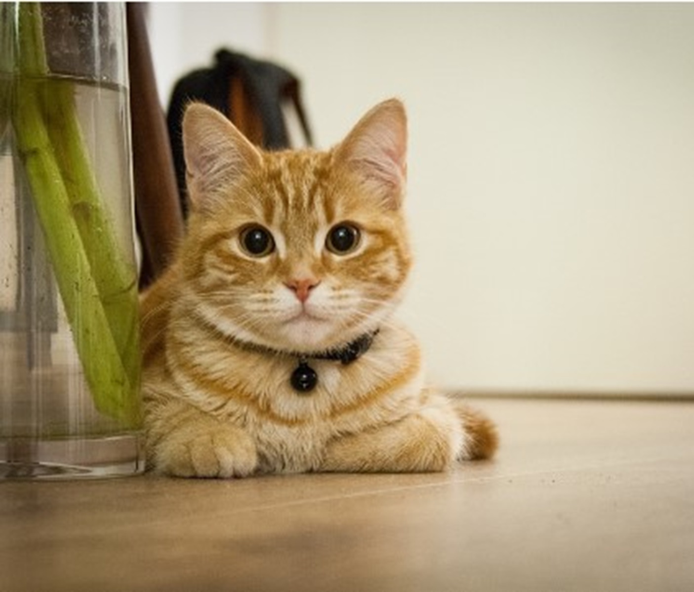 Mitos atau Fakta, Kucing Liar Masuk Rumah akan Ada Pertanda Baik, Bisa Jadi Dia Merasa Nyaman