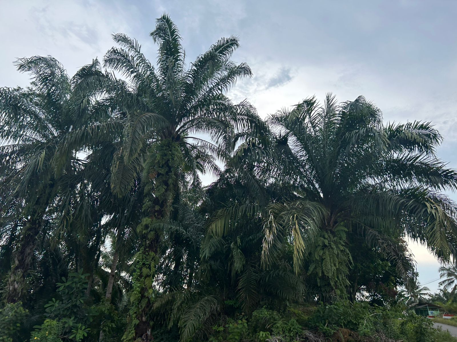 Petani Sawit Senyum! Harga TBS di Mukomuko Merangkak Naik Awal Juni, Tembus Rp 2.740 per Kg!