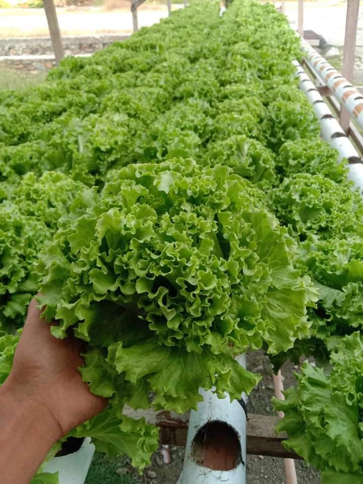 Jamur Phytium Penyebab Utama Petani Sayuran Hidroponik Gagal Panen, Begini Cara Membasminya 