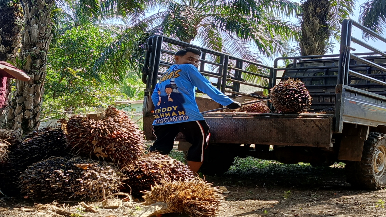 Harga Karet Kering Capai 12 Ribu/kg, Harga TBS Kelapa Sawit di Bengkulu Turun Rp 2.500/Kg