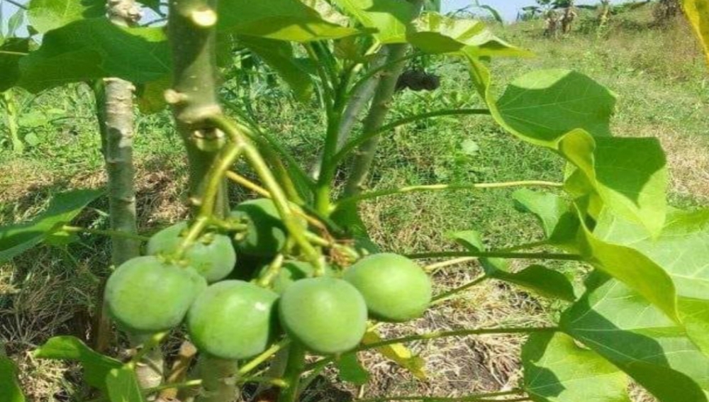 Tidak Hanya Bisa Melancarkan Pencernaan, Ini Manfaat Lain Buah Jarak