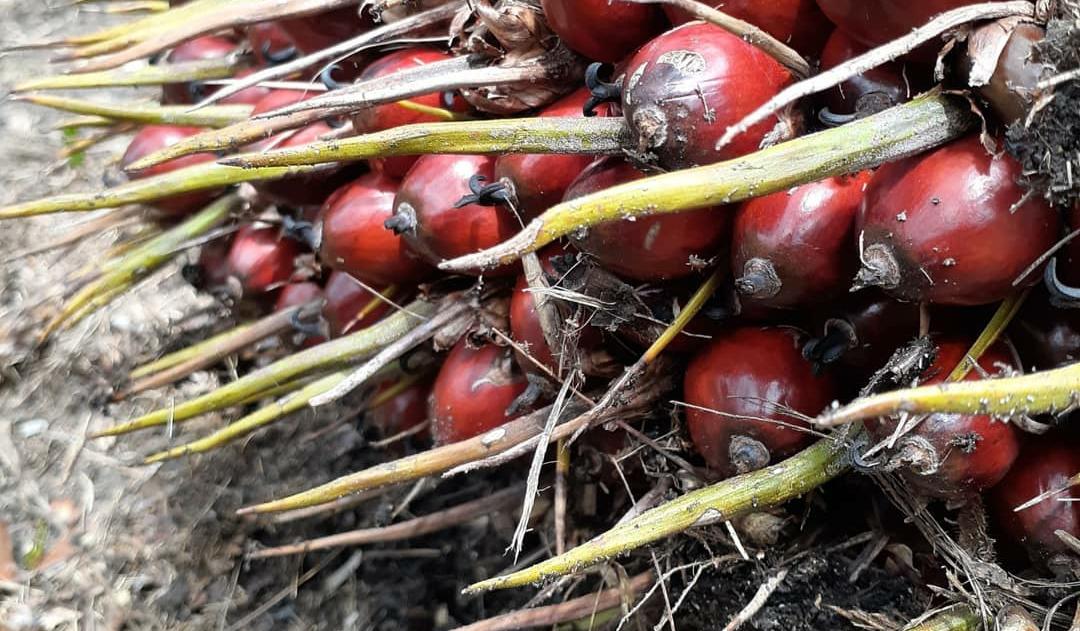 6 Penyebab dan Cara Mengatasi Tanda Buah Sawit Banyak Duri, Mempengaruhi Kualitas!