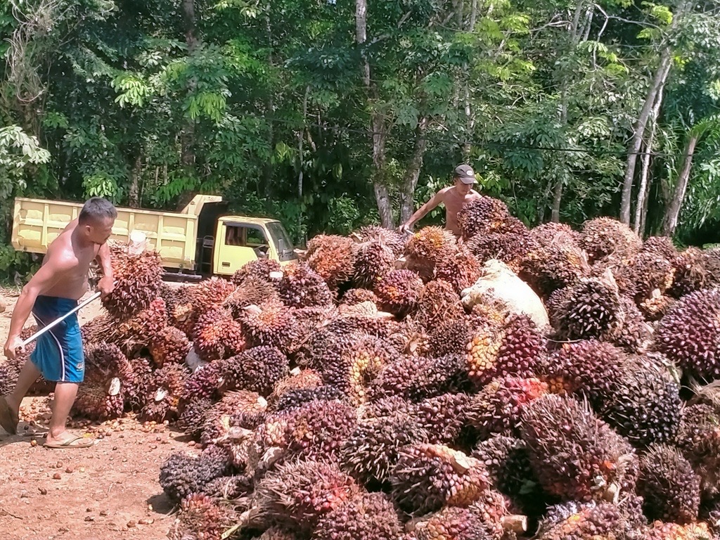 Petani Sawit Menjerit, Harga TBS Naik Tapi Masih di Bawah Standar Pemerintah