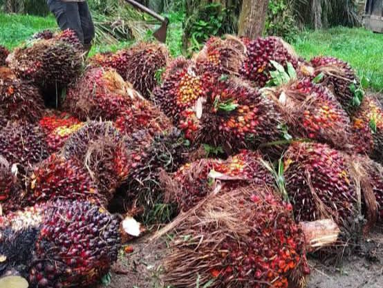 Update Harga TBS Kelapa Sawit di Mukomuko, Tertinggi Capai Rp2.960 per Kilogram