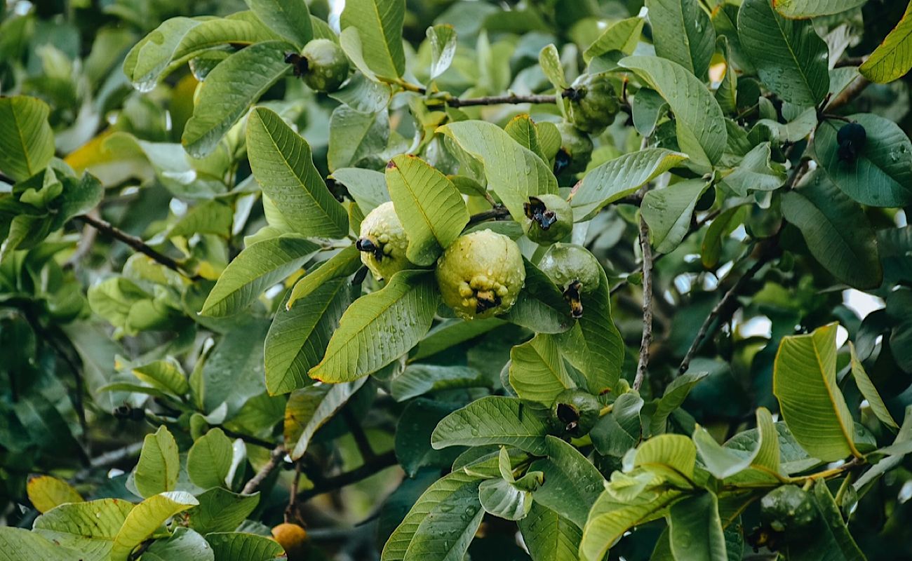 Manfaat Daun Jambu Biji untuk Jerawat, Flek Hitam, dan Komedo : Rahasia Kulit Sehat dengan Bahan Alami