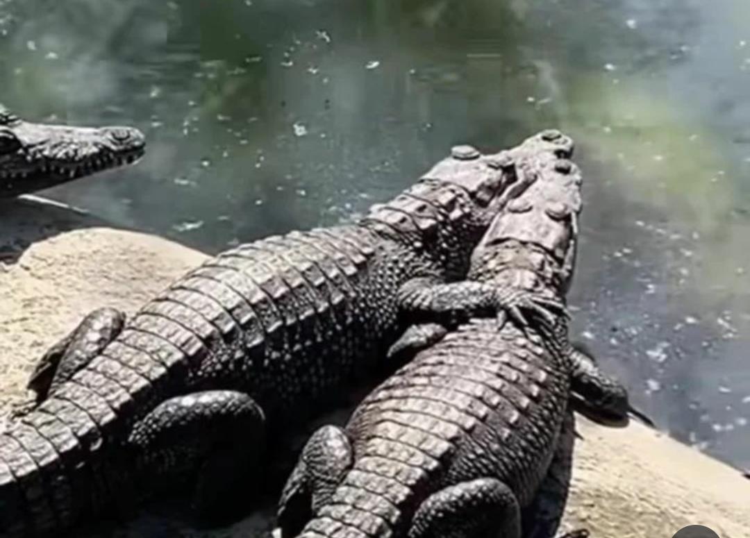 Fakta Menarik Tentang Buaya, Predator Puncak di Alam yang Luar Biasa