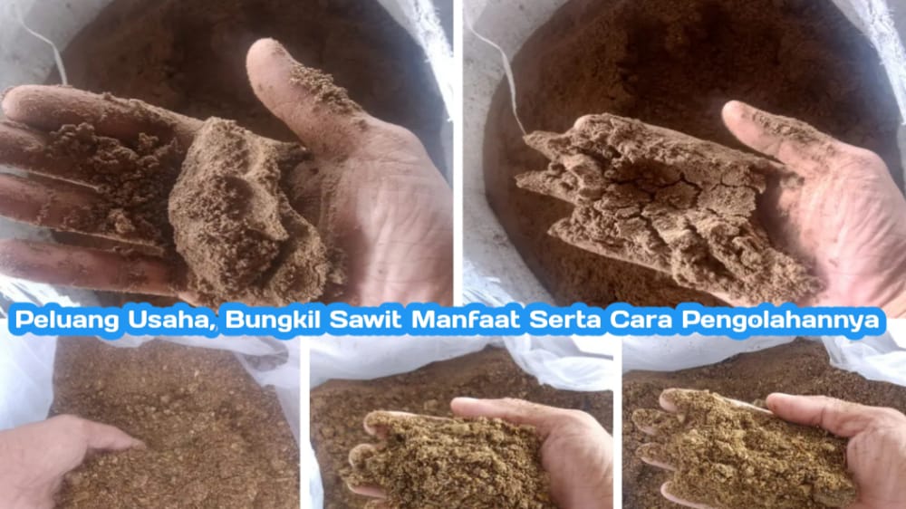 Bisa Jadi Peluang Usaha, Ini Manfaat Limbah Bungkil Sawit serta Cara Pengolahannya