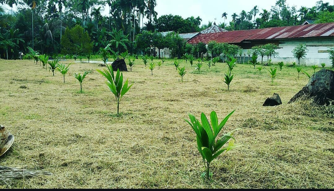 7 Langkah Jitu Merawat Tanaman Pinang agar Tumbuh Optimal