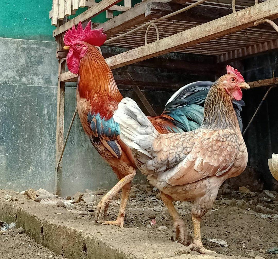 Mulai dari Pemilihan Indukan dan Persiapan Kandang, Ini Langkah-langkah Mengawinkan Ayam Bangkok dengan Benar